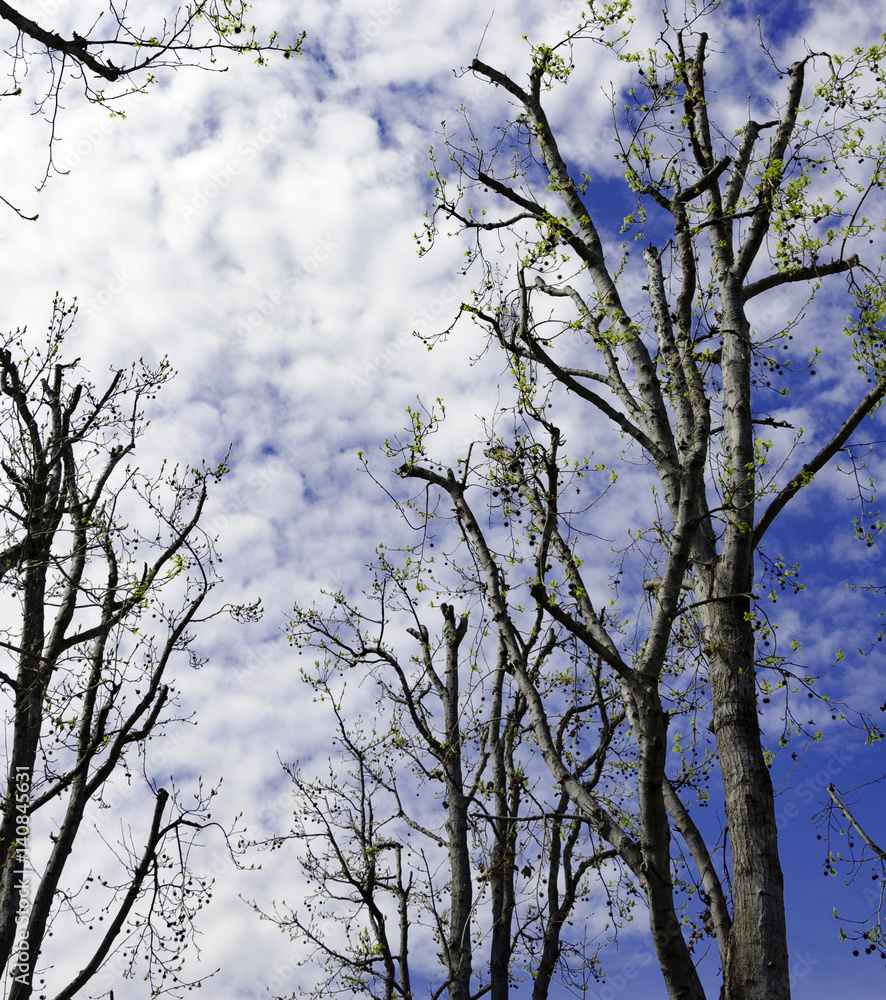 Trees against Blue Sky with Clouds Trees against Blue Sky with Clouds