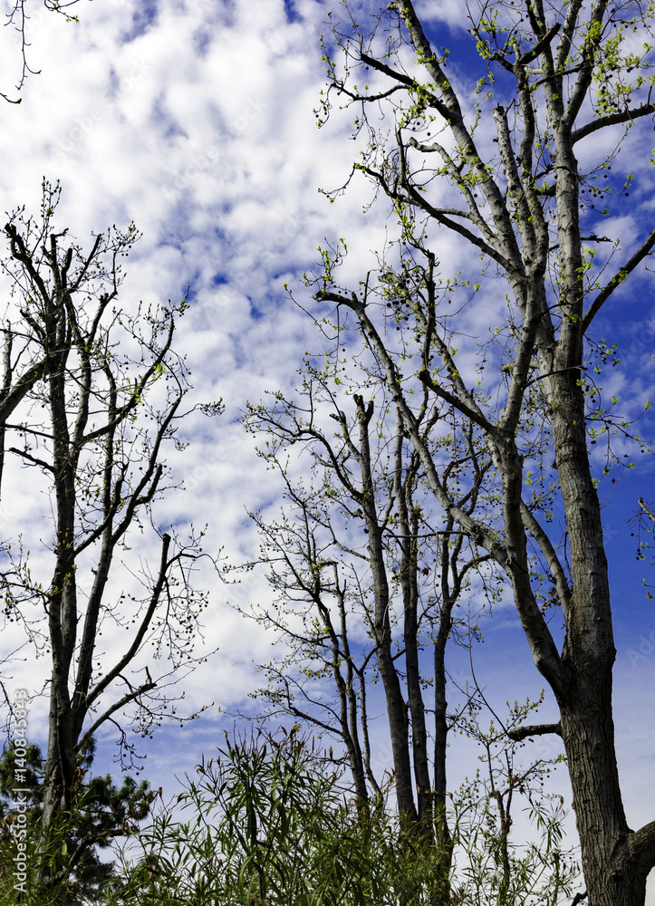 Early Spring Trees Against Blue Sky Early Spring Trees Against Blue Sky