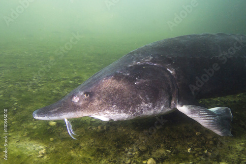 Underwater photography of the biggest fish Beluga (Huso huso) swimming in the river. Beautifull river habitat.