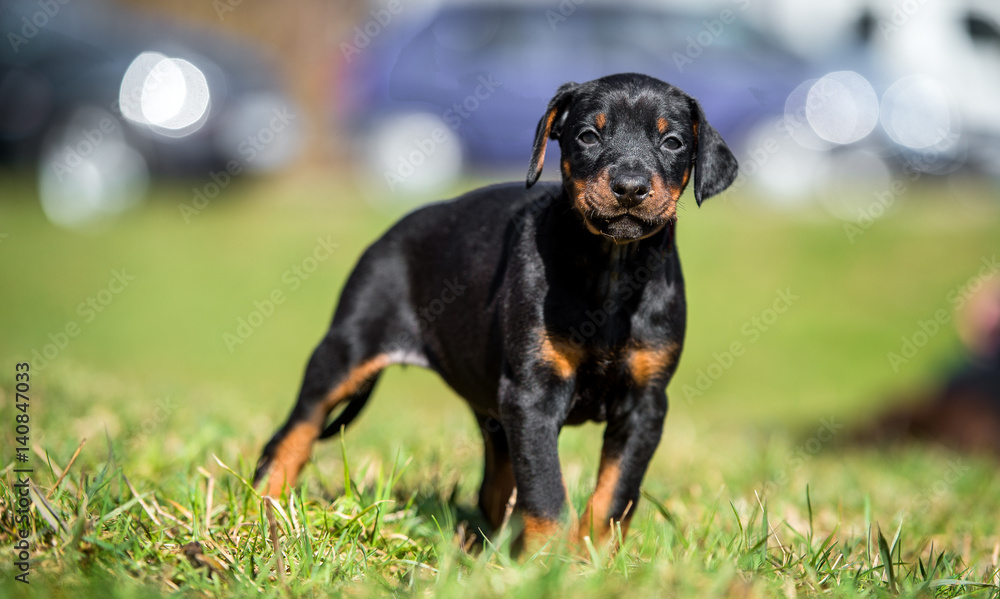 Schwarzbrauner Dobermann Welpe - Hundewelpe Schwarzbrauner Dobermann Welpe - Hundewelpe