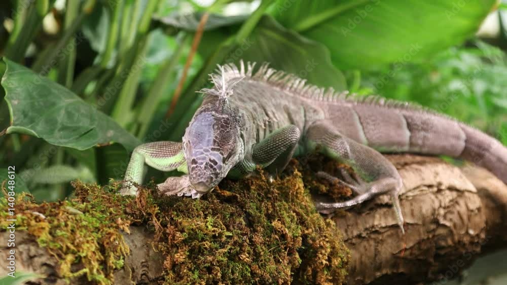 Large Green Iguana sticks out its tongue while examining your surroundings
Large Green Iguana sticks out its tongue while examining your surroundings