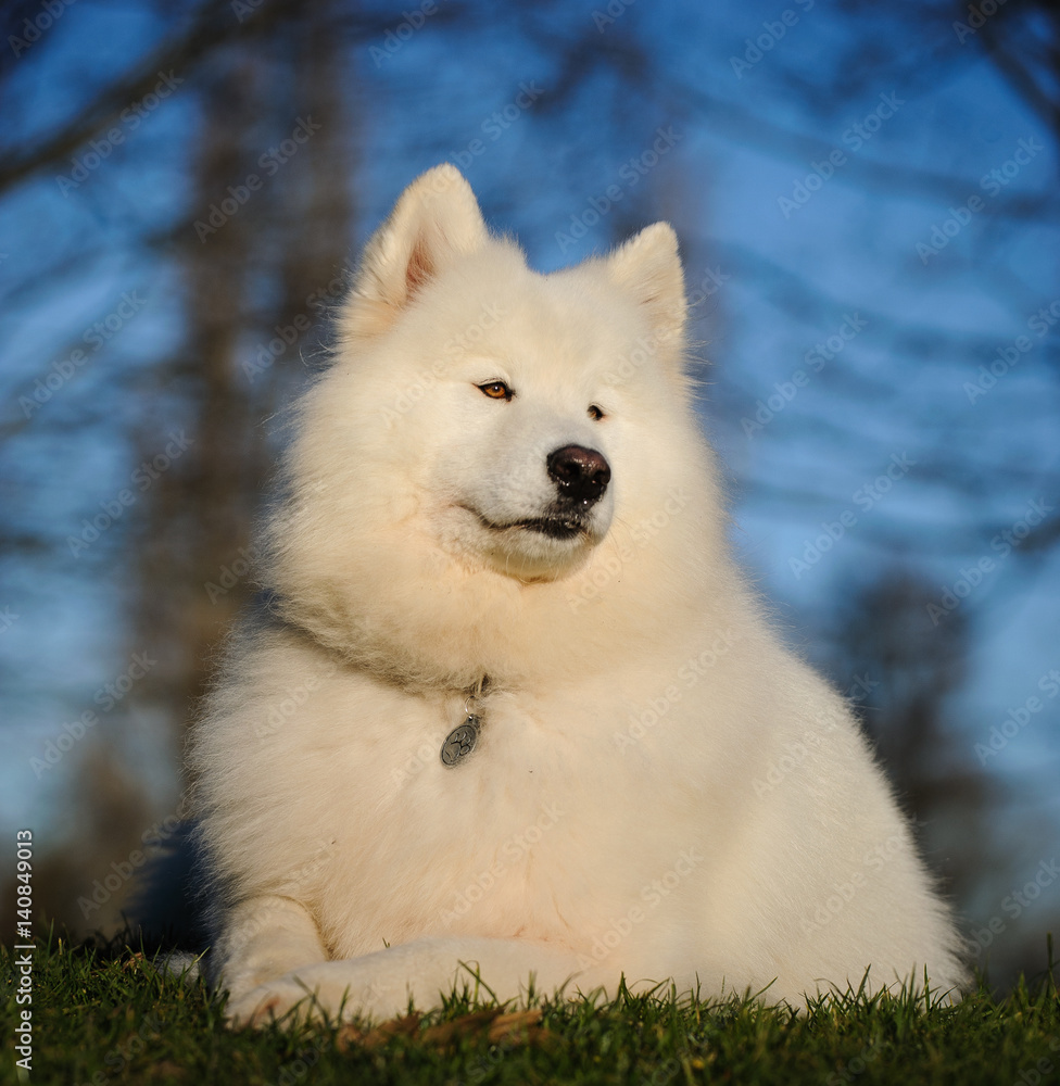 Samoyed dog sitting in grass with branches and blue sky in the background