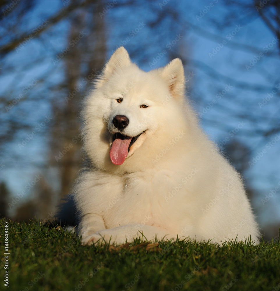 Samoyed dog portrait in grass lawn with trees and sky