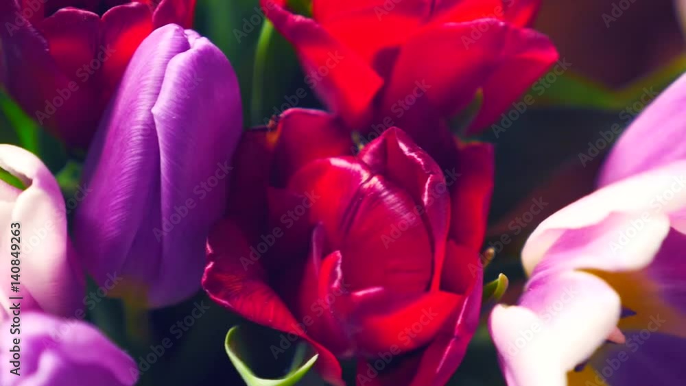 Colorful tulips in white vase standing on table in living room. Close-up of a bouquet of tulips on a light background. Beautiful bouquet of colorful tulips. Macro shot. Spring time, Happy Mothers Day Colorful tulips in white vase standing on table in living room. Close-up of a bouquet of tulips on a light background. Beautiful bouquet of colorful tulips. Macro shot. Spring time, Happy Mothers Day