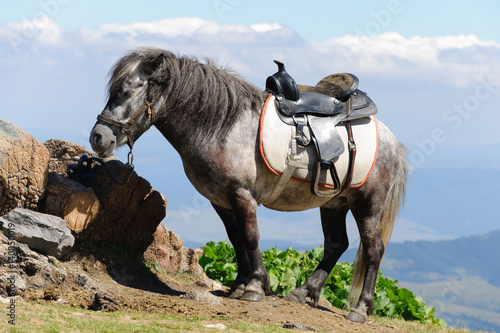 Wallpaper Mural Saddled pony in the mountain ready for riding Torontodigital.ca