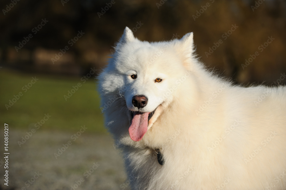 Samoyed dog portrait Samoyed dog portrait