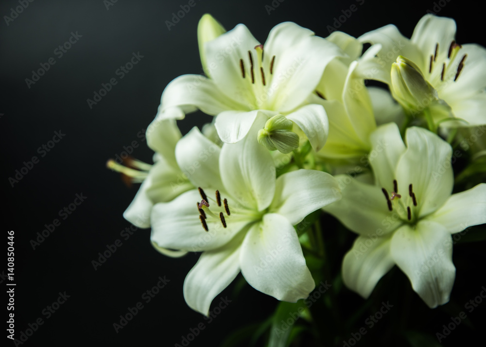 Lilien Lilien