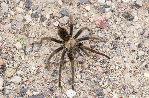 A magnificent desert tarantula  Aphonopelma chalcodes  in Death Valley  California.