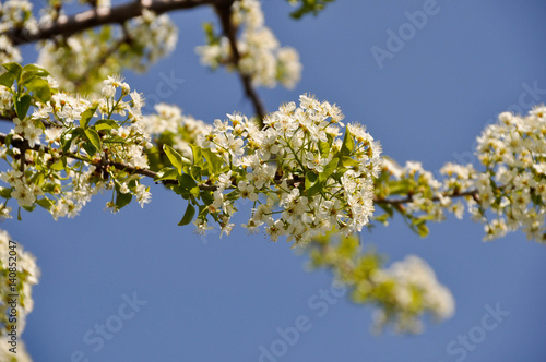 Cherry tree in bloom