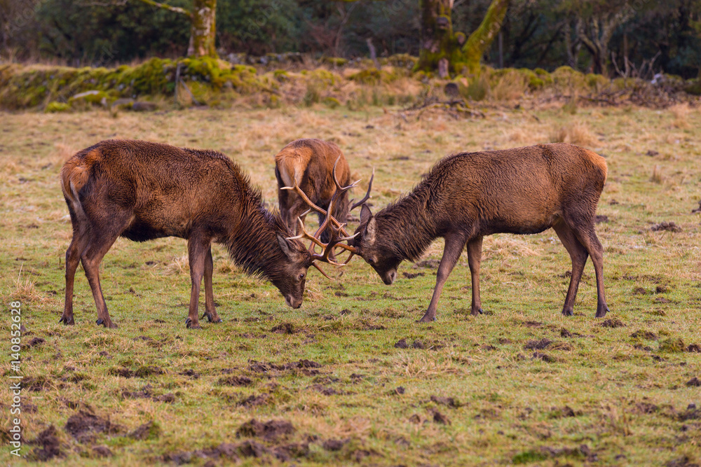 Butting Red deer Butting Red deer