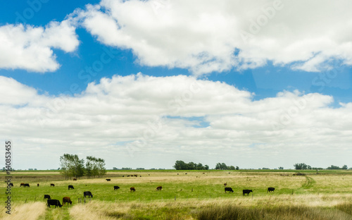 Colorful pasture field with cows eating grass