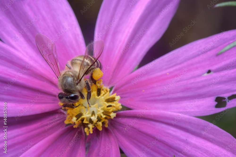 bee is finding for sweet from cosmos flower bee is finding for sweet from cosmos flower