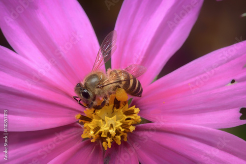 bee is finding for sweet from cosmos flower © paisan1leo