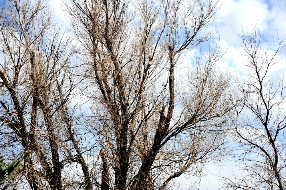 Trees in nature high in the sky outdoors. Trees in nature high in the sky outdoors.