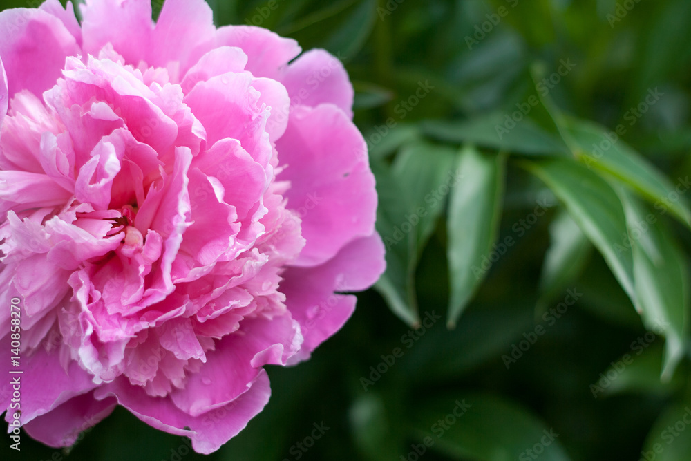 peony peony