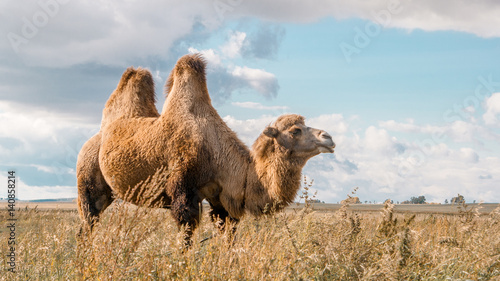 camel