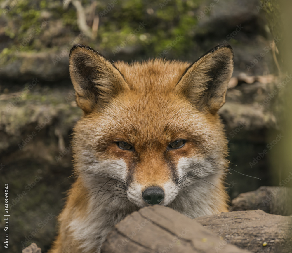 Fototapeta premium Fox in forest with trees in spring nice day