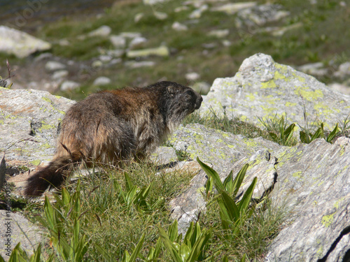 marmote photo