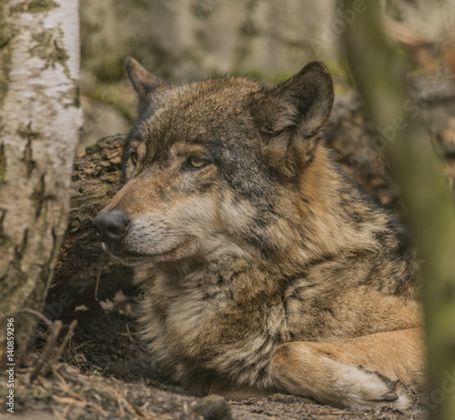 Sad wolf in winter cold day © luzkovyvagon.cz