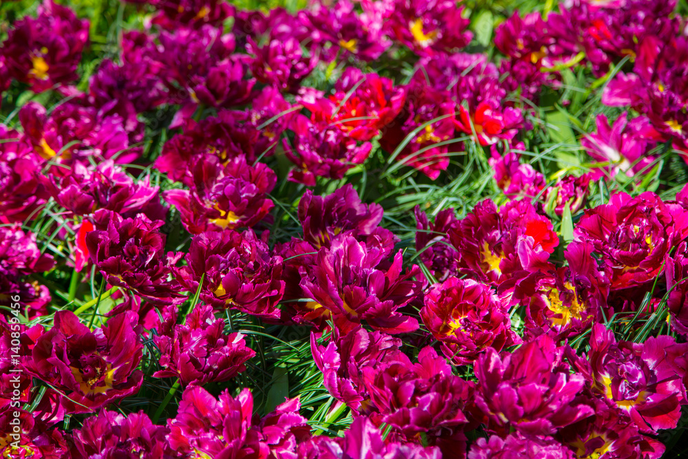Obraz premium Tulips. Fresh crimson tulips field. Taken in closeup with a view from above. Flower field of colourful tulips in spring. Tulip background. Keukenhof garden, Netherlands. Group of blooming red tulips.
