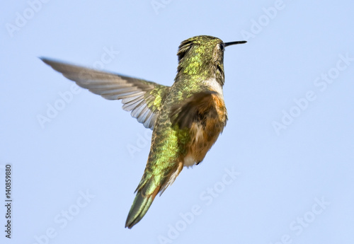 Hummingbird Back View