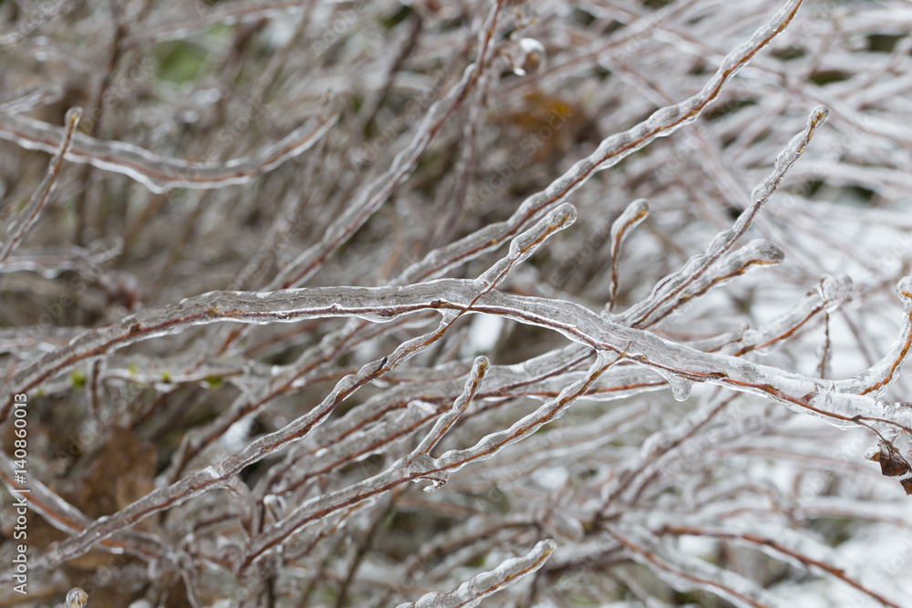 Freezing Rain Ice Storm Coats Plants Freezing Rain Ice Storm Coats Plants