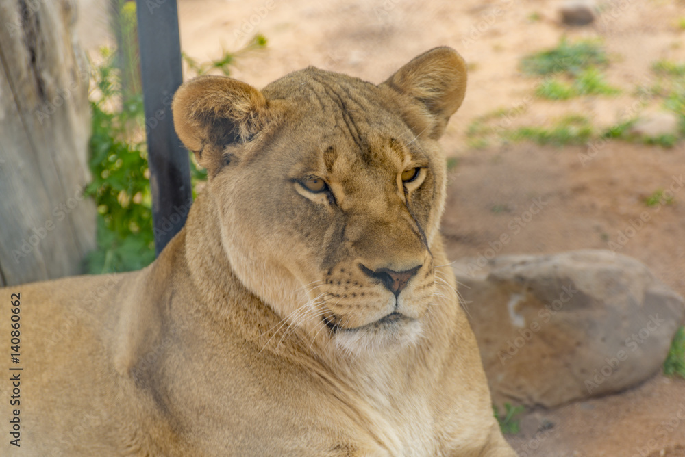 Obraz premium Lioness