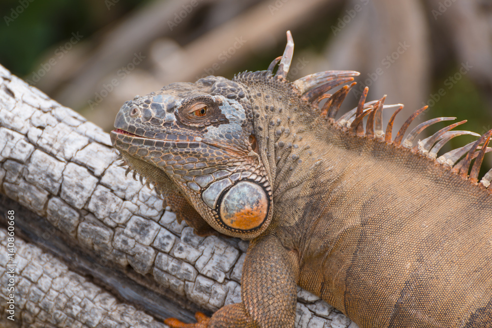Fototapeta premium Relaxation, Iguana Style