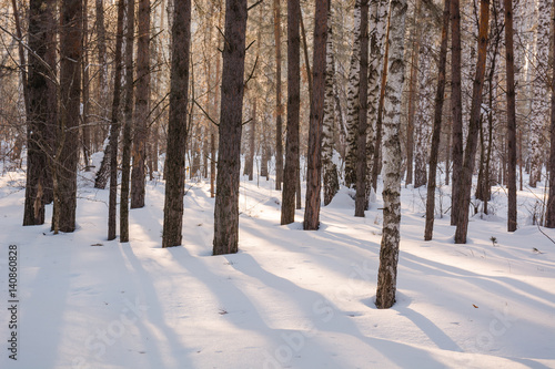 The winter forest under snow. The wood in Siberia in the winter. The wood in Russia in the winter.