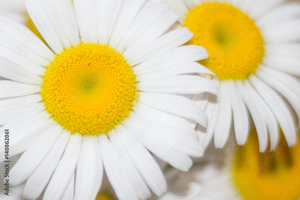 Fototapeta premium Daisy closeup