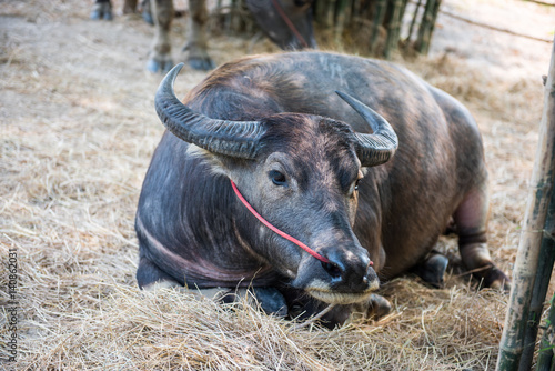 Thai buffalo