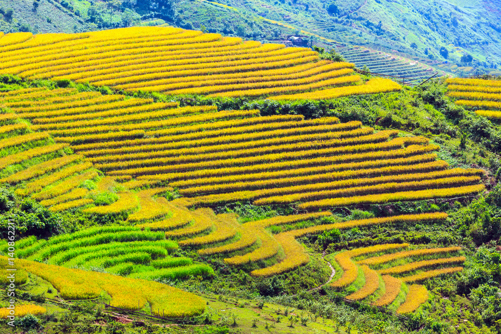 Terraced rice fields in Vietnam Terraced rice fields in Vietnam