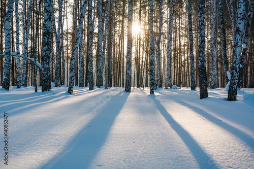 The winter forest under snow. The wood in Siberia in the winter. The wood in Russia in the winter.