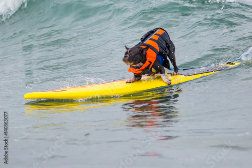 surf dog surfing at dog beach