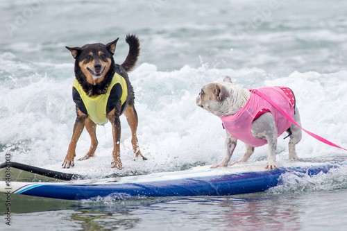 surf dog surfing at dog beach