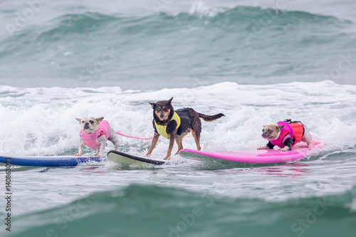 surf dog surfing at dog beach