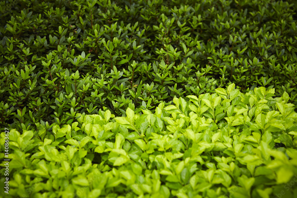 Shrubs Shrubs