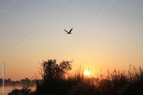 Heron over sunrise