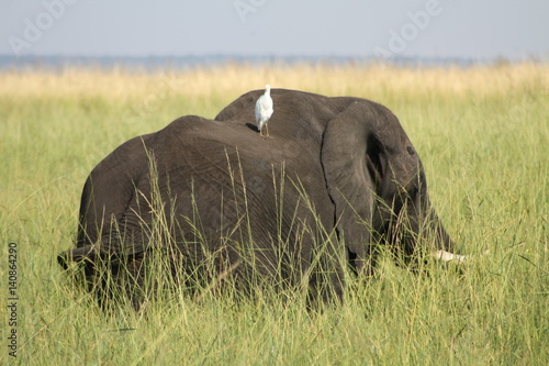 Elephants in Botswanna photo