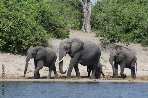 Elephants in Botswanna