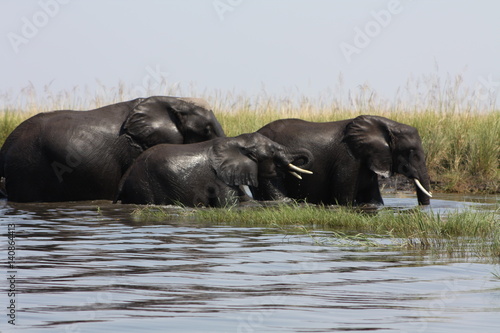Elephants in Botswanna