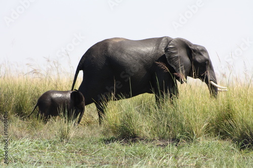 Elephants in Botswanna