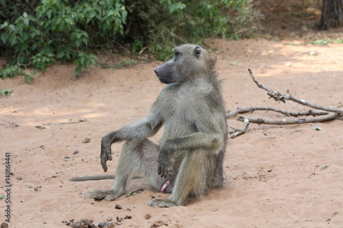 Sitting Baboon