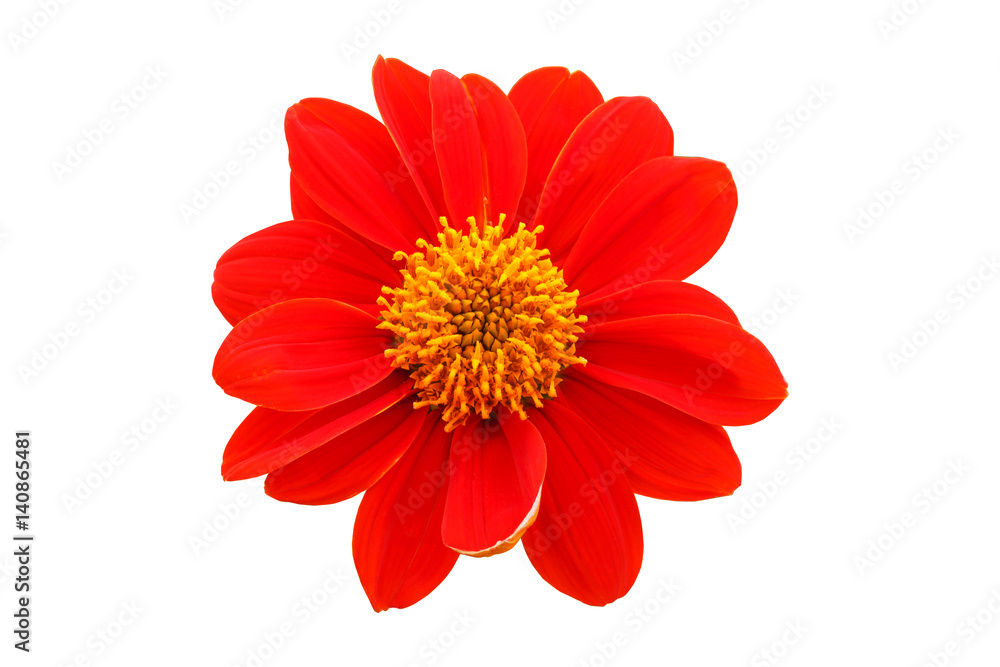  red flower  with petals of orange on a white background