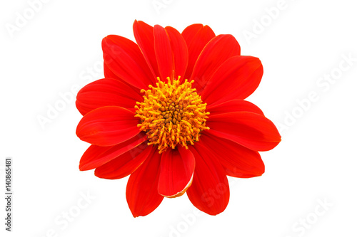  red flower  with petals of orange on a white background