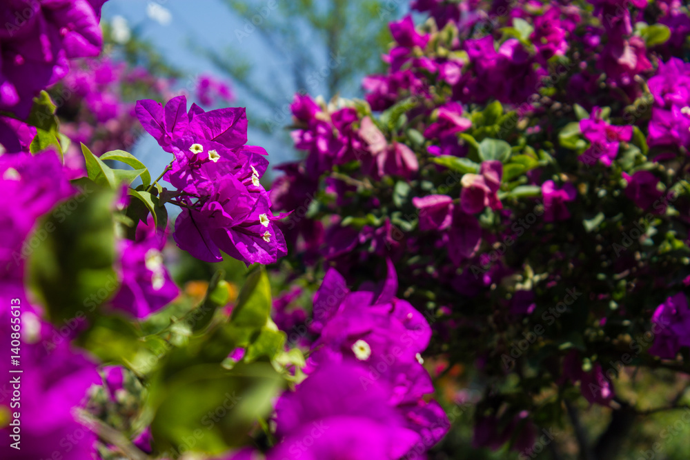 The fresh purple flowers. Horizontal shot of the bright fresh violet colored flowers close-up. The fresh purple flowers. Horizontal shot of the bright fresh violet colored flowers close-up.