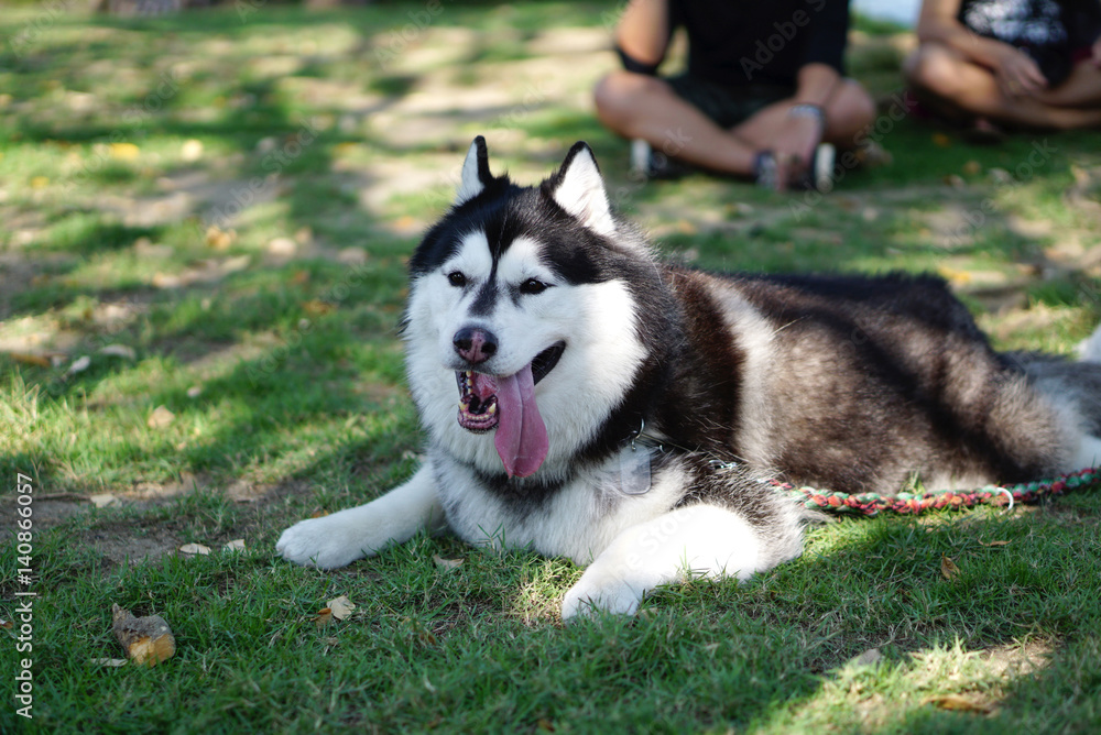 fat siberian husky laying down on the ground fat siberian husky laying down on the ground