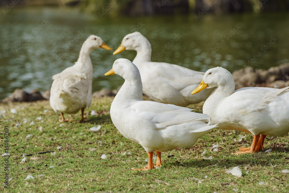 White sleep ducks