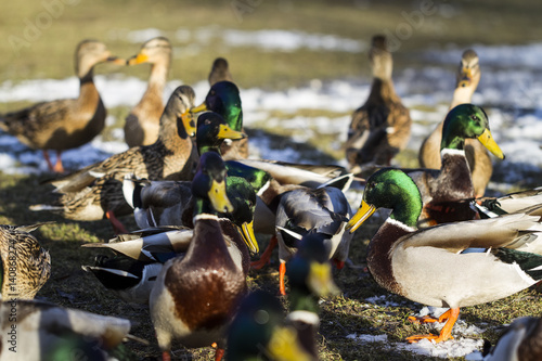 Ducks feeding-Salaspils town pond, winter time