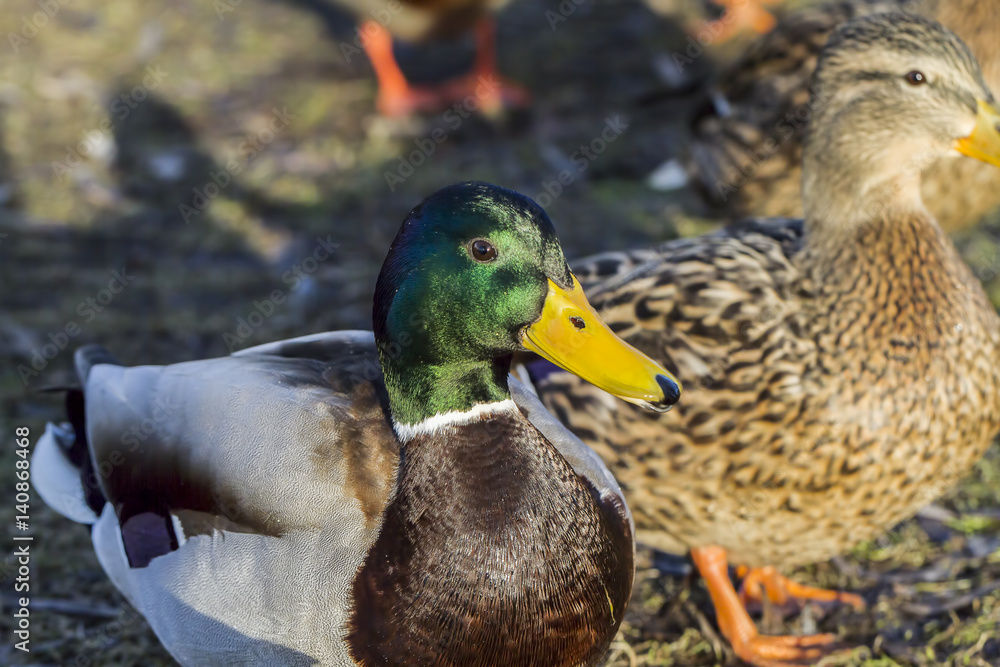 Ducks feeding-Salaspils town pond, winter time Ducks feeding-Salaspils town pond, winter time